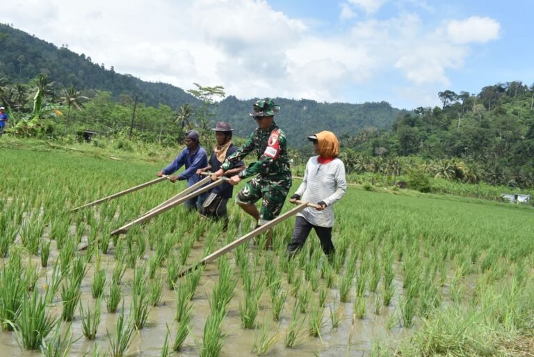 Dansatgas TMMD ke-126 Turun ke Sawah Bersama Petani Lebakharjo Lakukan Matun Padi Secara Tradisional