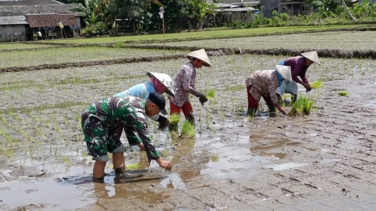 TNI dan Warga Bersatu di Sawah: Wujud Kebersamaan Satgas TMMD 126 Dorong Ketahanan Pangan di Ampelgading