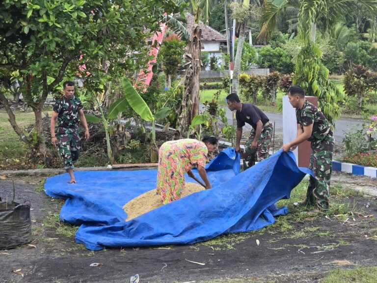 Satgas TMMD Sigap Bantu Warga Lebakharjo Selamatkan Hasil Panen dari Hujan