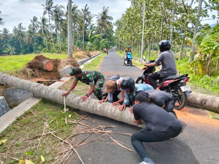 Pohon Kelapa Roboh Tutupi Akses Jalan Desa Kenjo, Babinsa Bergerak Cepat Bersama Warga dan BPBD